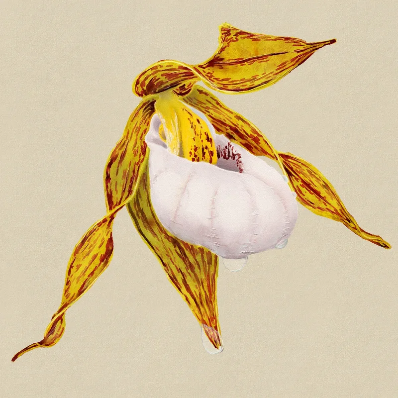 Cypripedium Candidum