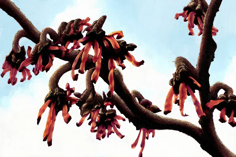 Witch Hazel in Bloom