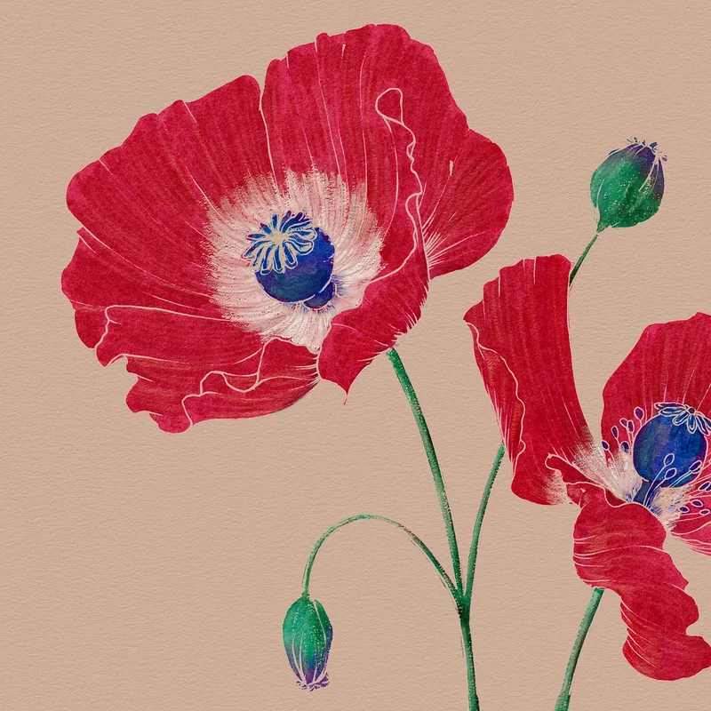 Red Poppy For Palestine