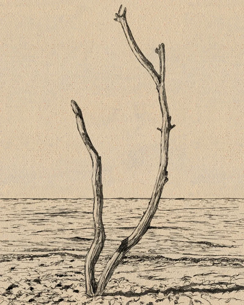Lone Tree on the Beach