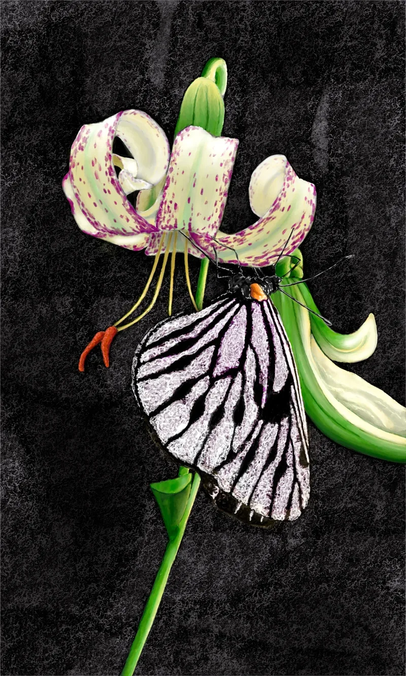 A Lily for Dawn