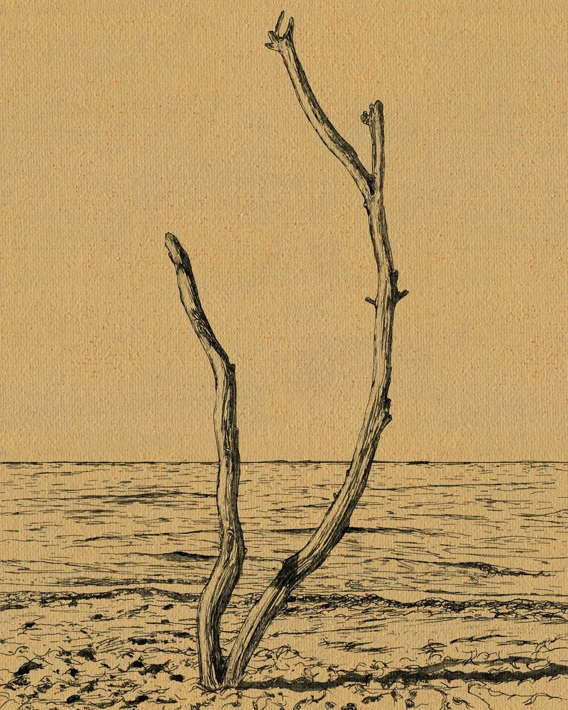 Lone Tree on the Beach