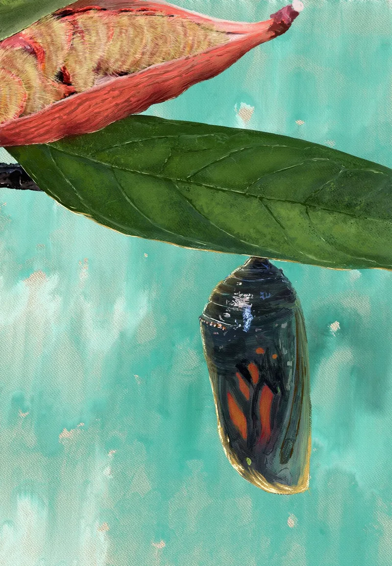 Chrysalis