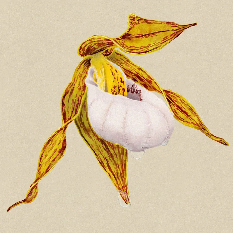 Cypripedium Candidum