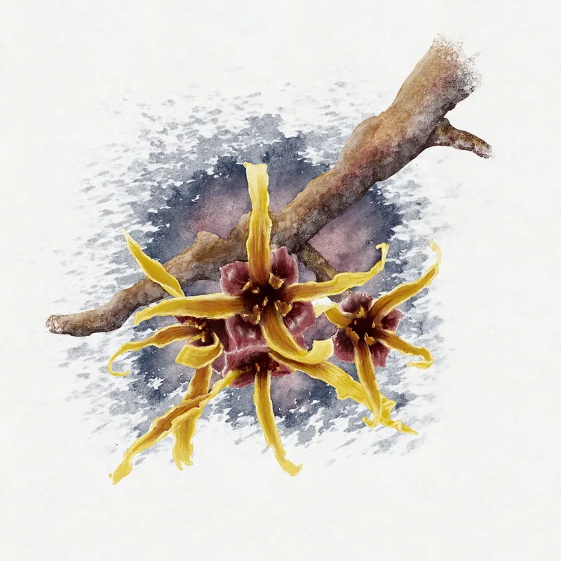 Witch Hazel Flower