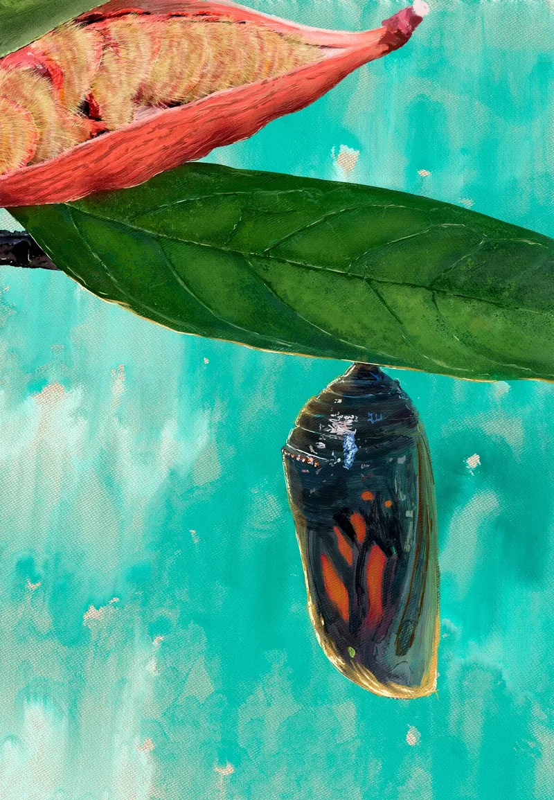 Chrysalis