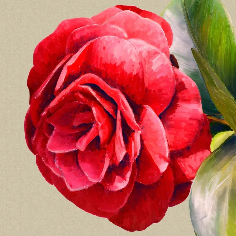 Camellia Japonica
