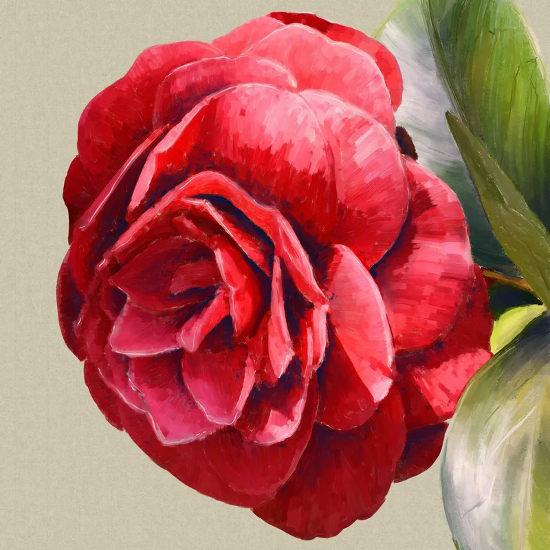 Camellia Japonica
